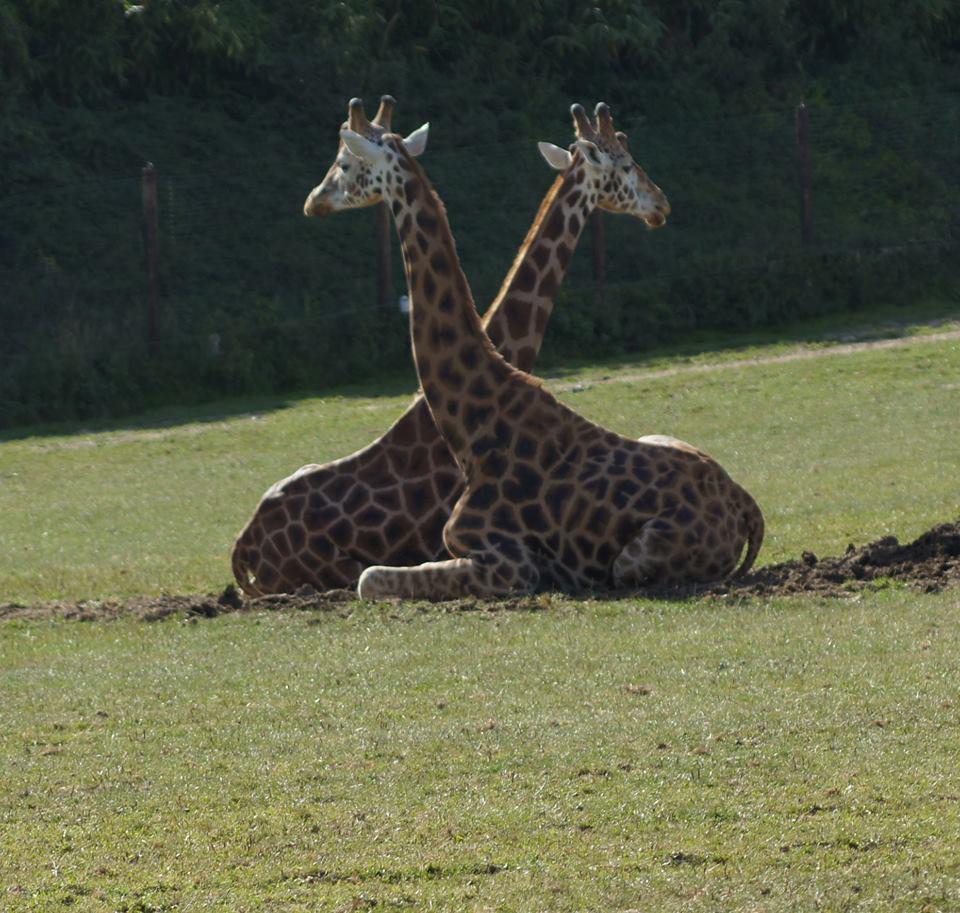 girafes du zoo de cerza