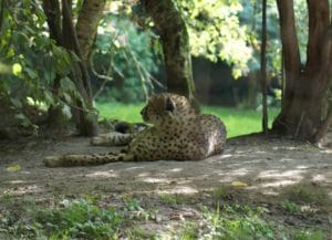 guépard du zoo de Cerza a 40 mn de villers sur mer ou est situé notre location