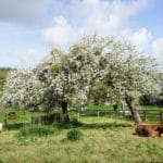 venez voir nos pommiers en fleurs villers sur mer