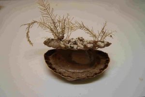 fête de la coquilles saint jacques a villers sur mer