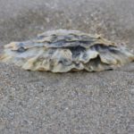 coquillage sur la plage de sable fin