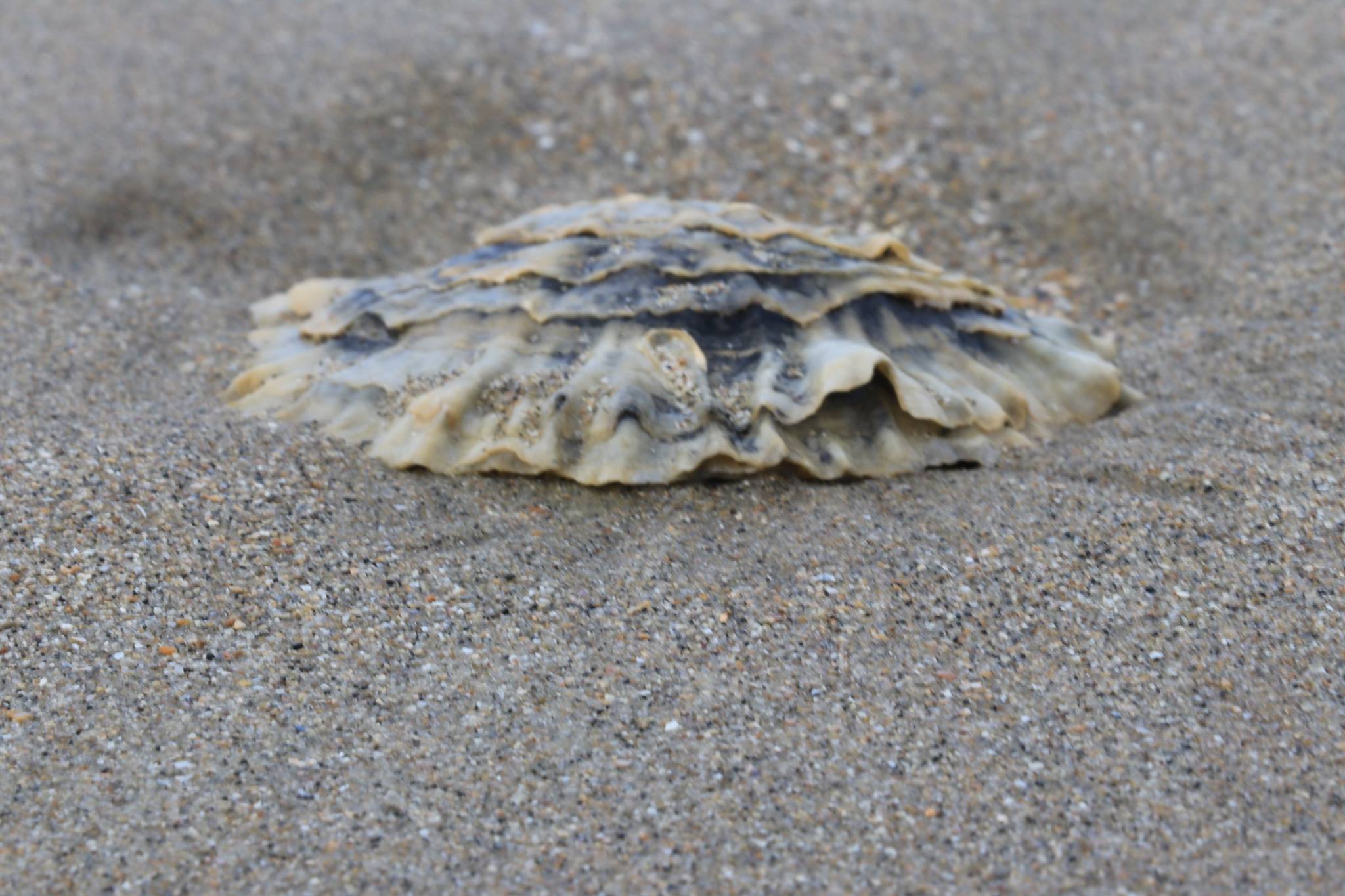 coquillage sur la plage de sable fin