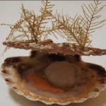coquilles saint Jacques