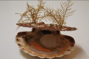 Coquilles saint Jacques