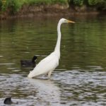 magnifique aigrette a coté de locationvillerllersurmer