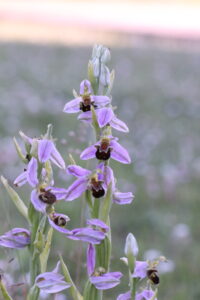 orchidées dans les marais de villers sur mer